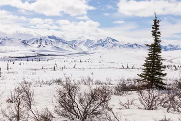 Acrylic prints Denali Frozen Winter Wilderness in Denali National Park