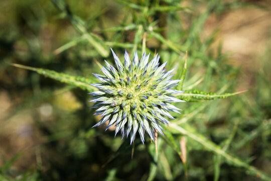 Overhead view of Echinops spinosissimus thistle plant with selective focus
