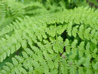 fern