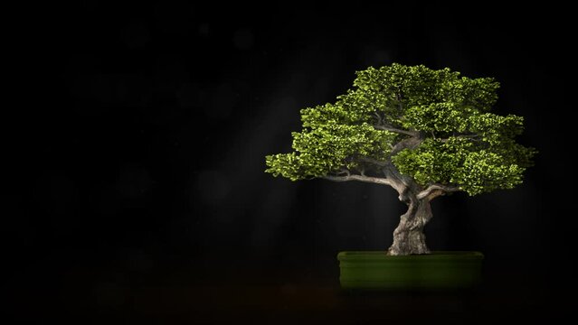 Japanese bonsai tree on dark backdrop with empty place