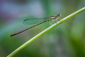 Fragile Forktail Damselfly