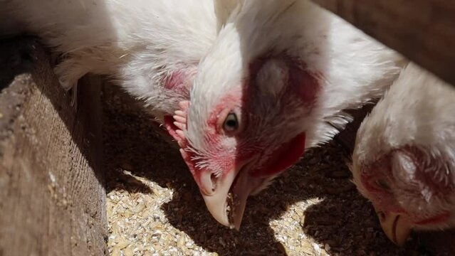 Several young white chickens are eating grain from the feeder.The concept of agriculture and pets.Poultry farm for breeding chickens and eggs.Feeding chickens close-up on the ranch.Slow motion video.