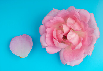 rose flower and separately petal, on a blue background