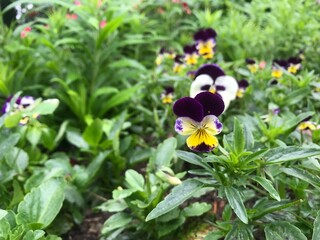 Beautiful Flowers to Plant in Your Garden