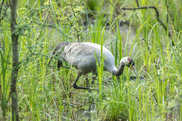 kranich © Klaus Haase 