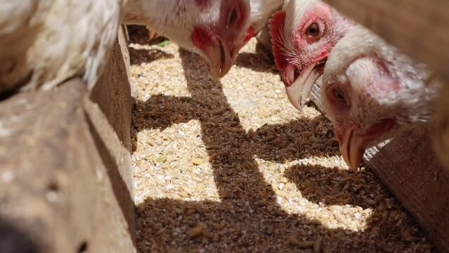 Several young white chickens are eating grain from the feeder. The concept of agriculture and pets. Poultry farm for breeding chickens and eggs. Feeding chickens close-up in a rural yard.