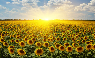 Naklejka premium Panorama Landscape Of Sunflower fields And blue Sky clouds Background.Sunflower fields landscapes on a bright sunny day