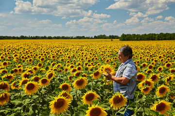 Successful Ukrainian Farmer in a sunflower field. Senior farmer man is standing and smiling in a...