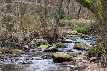 En bordure d'une rivière d'Ardenne