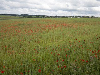 Mohn im Getreidefeld