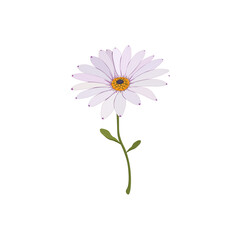 African daisy flower illustration