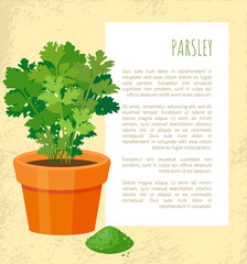 Parsley poster and text sample, pot with healthy organic condiment vector illustration green leaves and dry herb powder, traditional cooking ingredient