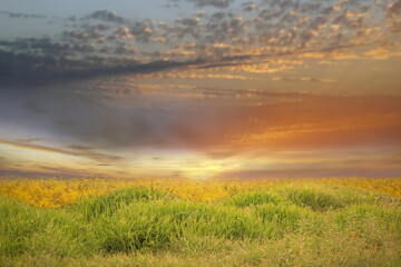 Obraz premium green yellow meadow field with flowers and grass blue cloudy gold pink sunset and sun beam on sky evening hature landscape