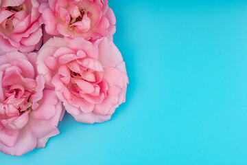 rose flowers, on a blue background, space for text