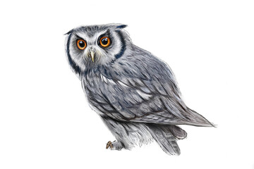 Naklejka premium great grey owl hand-painted digital drawing on a white background