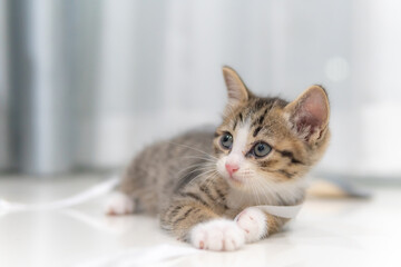 Obraz premium Cute kitten sleeping,Pet love concept