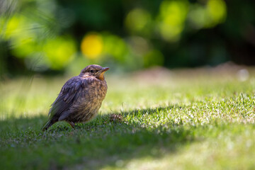 Junge Amsel (Turdus merula) sitzend im Gras