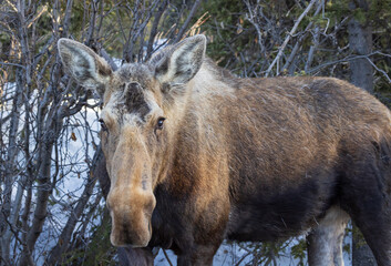 A Cow Moose in Alaska