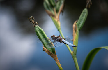 Broad-Bodied Chaser Dragonfly