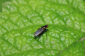 calliphora vicina fly macro photo