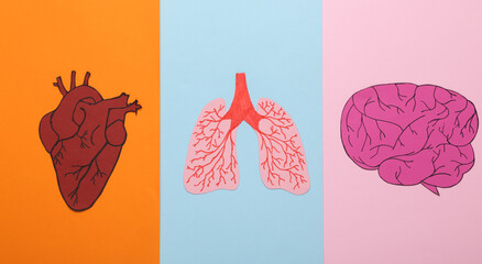 Paper-cut anatomical human lungs, brain and heart on colored background. Top view