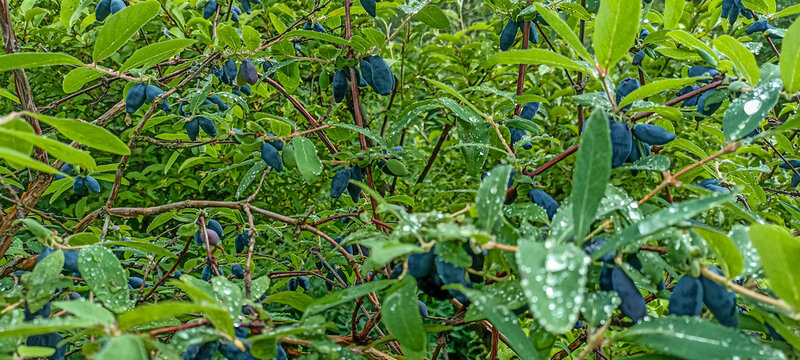 early blue honeysuckle berries on the Bush