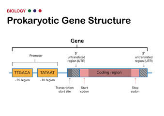 Obraz premium Biology schematic diagram show gene structure of prokaryote microorganism contain promoter, start, stop codon and functional gene
