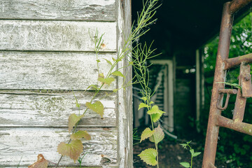 Shallow focus of the wooden texture of a wall leading to a now derelict farm and cow milking...