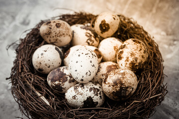 Naklejka na ściany i meble Quail eggs in a nest on concrete background. Easter concept