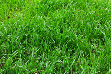 Texture of young wheat field or green grass background - Powered by Adobe