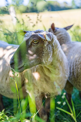 Brebis dans un champs de hautes herbes et de pommiers dans le bocage normand