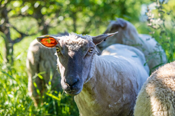 Brebis dans un champs de hautes herbes et de pommiers dans le bocage normand