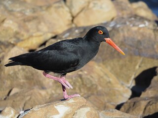 A black bird with an orange beak and orange eyes standing on large rocks on a beach.