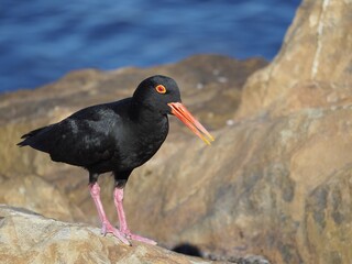 A black bird with an orange beak and orange eyes standing on large rocks on a beach.