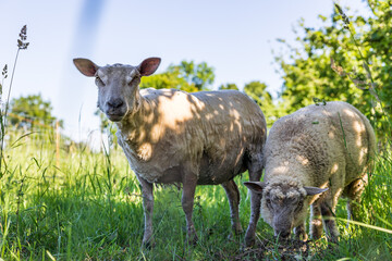 Brebis dans un champs de hautes herbes et de pommiers dans le bocage normand