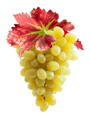 yellow grapes with red leaves isolated on a white background with clipping path