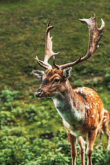 Dappled deer. A sika deer with antlers. Cervus nippon
