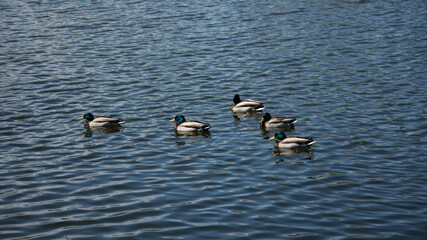 ducks on the water