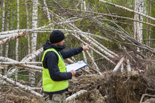The environmental inspector points to the destroyed birch forest.