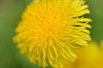 Yellow dandelion flowers close-up. Dandelion taraxacum is a genus of perennial herbaceous plants of the Asteraceae family.