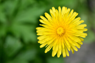 Yellow dandelion flowers close-up. Dandelion taraxacum is a genus of perennial herbaceous plants of the Asteraceae family.