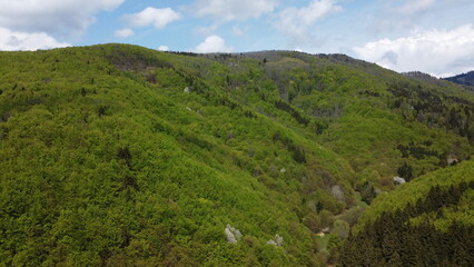 Obraz premium forest in the mountains