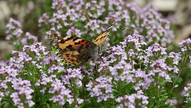 Vanessa cardui butterfly in violet flowers macro insect nature close up summer