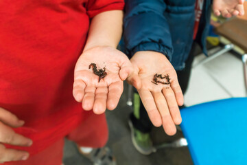 Closeup of boy's hands holding worms