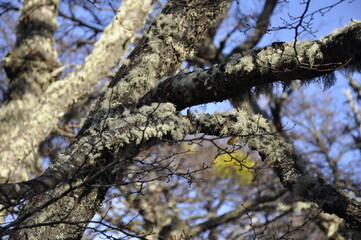 Mousse, lichen et champignons parasitaires sur branche d'arbre