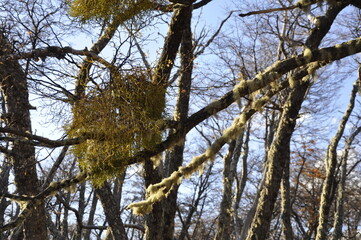 Mousse, lichen et champignons parasitaires sur branche d'arbre