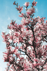 Blooming magnolia tree crown. Branches covered with huge pink flowers