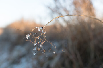 枯れ草についた氷