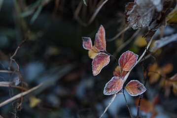 霜がついた紅葉