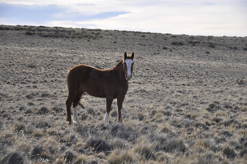 Cheval sauvage dans les plaines de Patagonie, El Calafate, Argentine